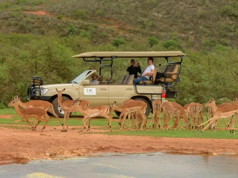 GAME DRIVE / SUNSET GAME DRIVE