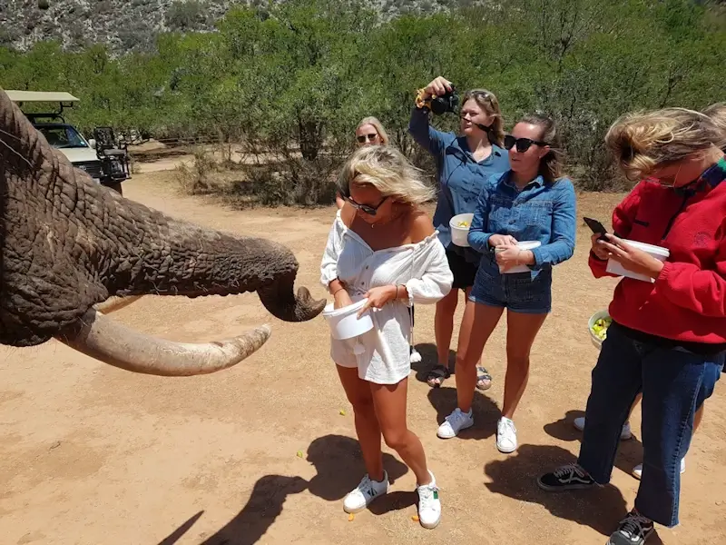 ELEPHANT INTERACTION