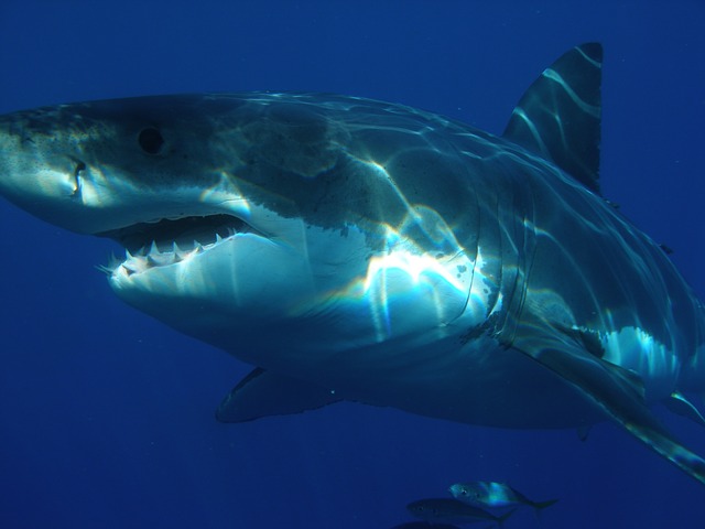 White Shark Africa